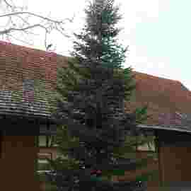 christbaum