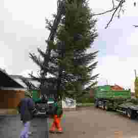 christbaum