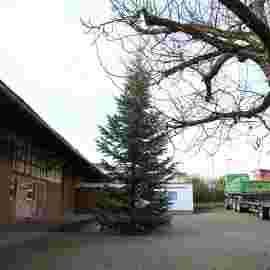 christbaum