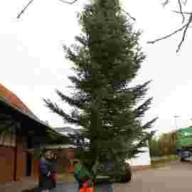 christbaum