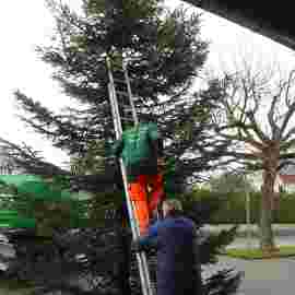 christbaum