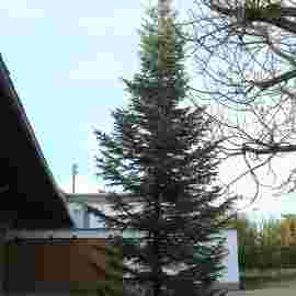 christbaum
