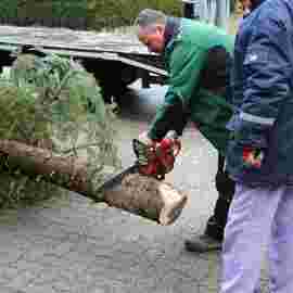 christbaum