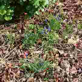 fr&uuml;hling