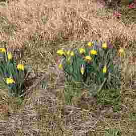 fr&uuml;hling
