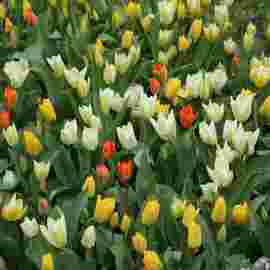 fr&uuml;hling