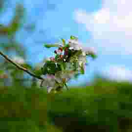 fr&uuml;hling