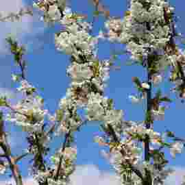 fr&uuml;hling