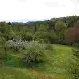 fr&uuml;hling