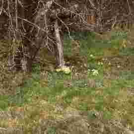 fr&uuml;hling