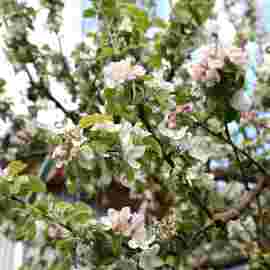 fr&uuml;hling