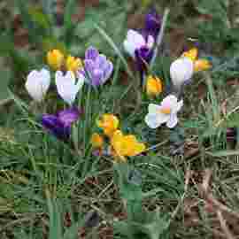 fr&uuml;hling