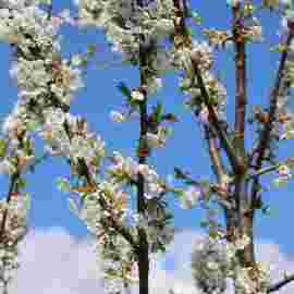 fr&uuml;hling
