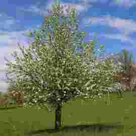 fr&uuml;hling