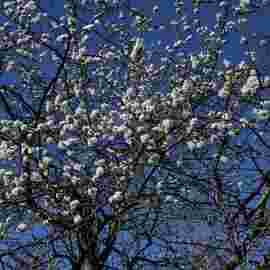 fr&uuml;hling