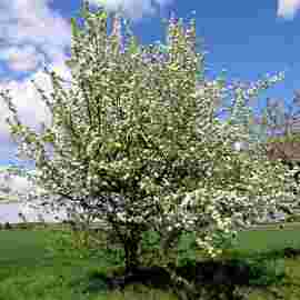 fr&uuml;hling