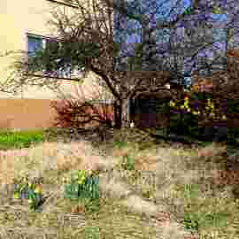 fr&uuml;hling