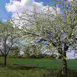 fr&uuml;hling