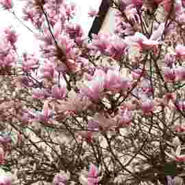 fr&uuml;hling