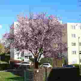 fr&uuml;hling