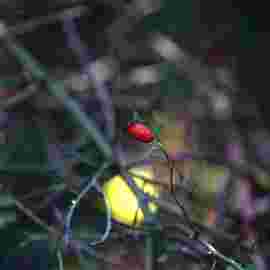 herbst
