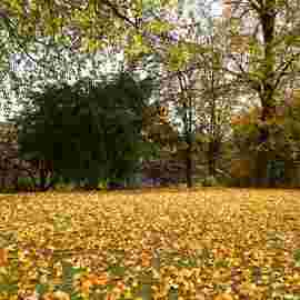 herbst