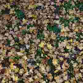 herbst