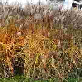 herbst