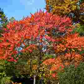 herbst