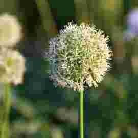 herbst