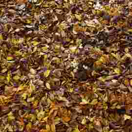 herbst