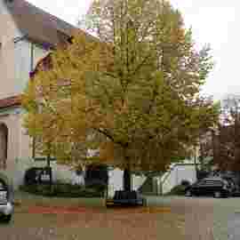 herbst