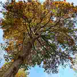 herbst
