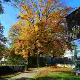 herbst
