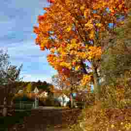 herbst