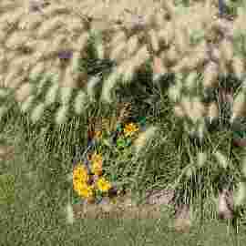 sommer