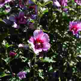 sommer