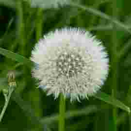 sommer
