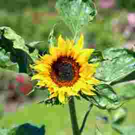 sommer