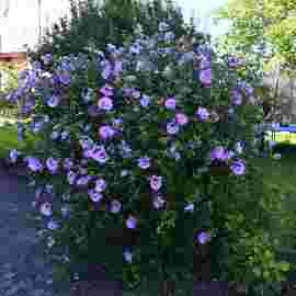 sommer
