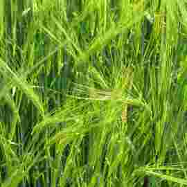 sommer