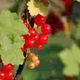 sommer