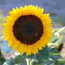 sommer