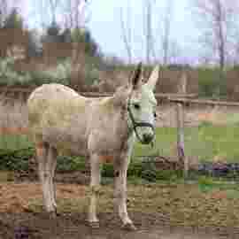 tiere