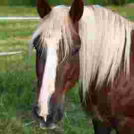 tiere