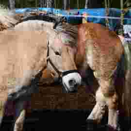 tiere