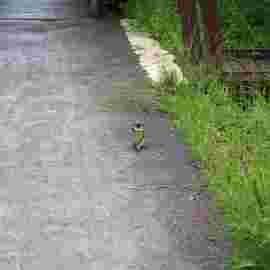 tiere