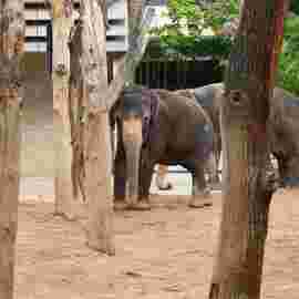 tiere