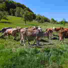 tiere