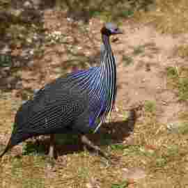tiere